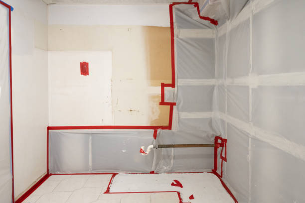Best Black Mold Removal  in Tyler, MN