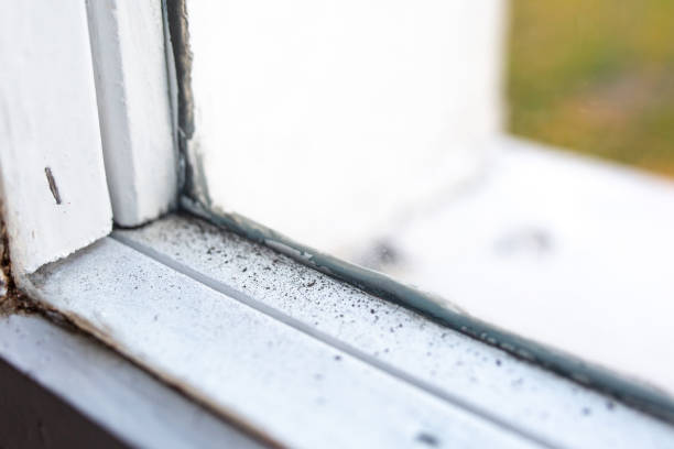 Best Mold Remediation for Healthcare Facilities  in Tyler, MN