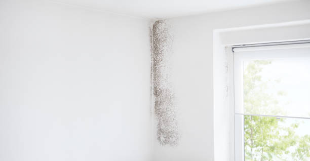 Forensic Mold Investigation in Tyler, MN