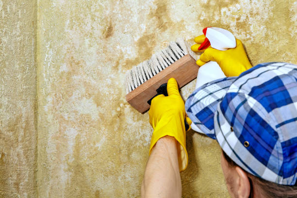 Best Crawl Space Mold Remediation  in Tyler, MN