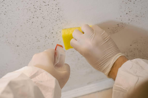 Reliable Tyler, MN Mold Removal Solutions