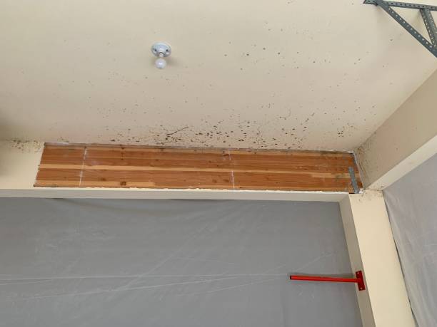 Best Forensic Mold Investigation  in Tyler, MN