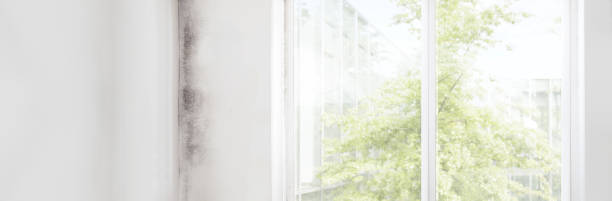 Best Real Estate Mold Inspection  in Tyler, MN
