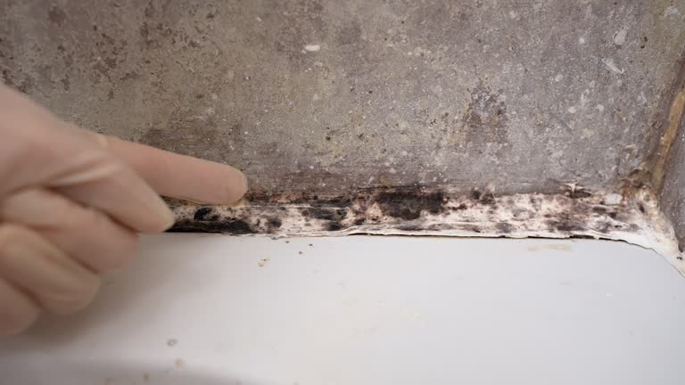 Best Commercial Mold Inspection  in Tyler, MN